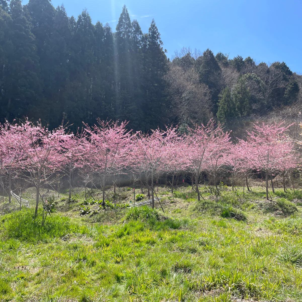 Dried Edible Sakura Blossoms (50 Blossoms), 0.049oz - Image 13