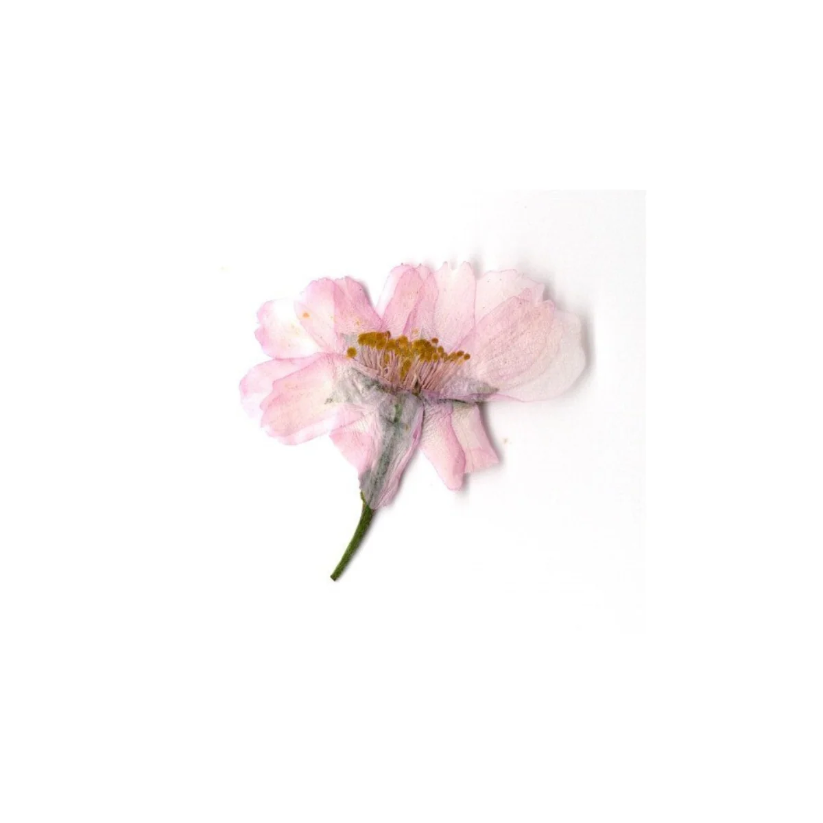 Dried Edible Sakura Blossoms (50 Blossoms), 0.049oz - Image 3
