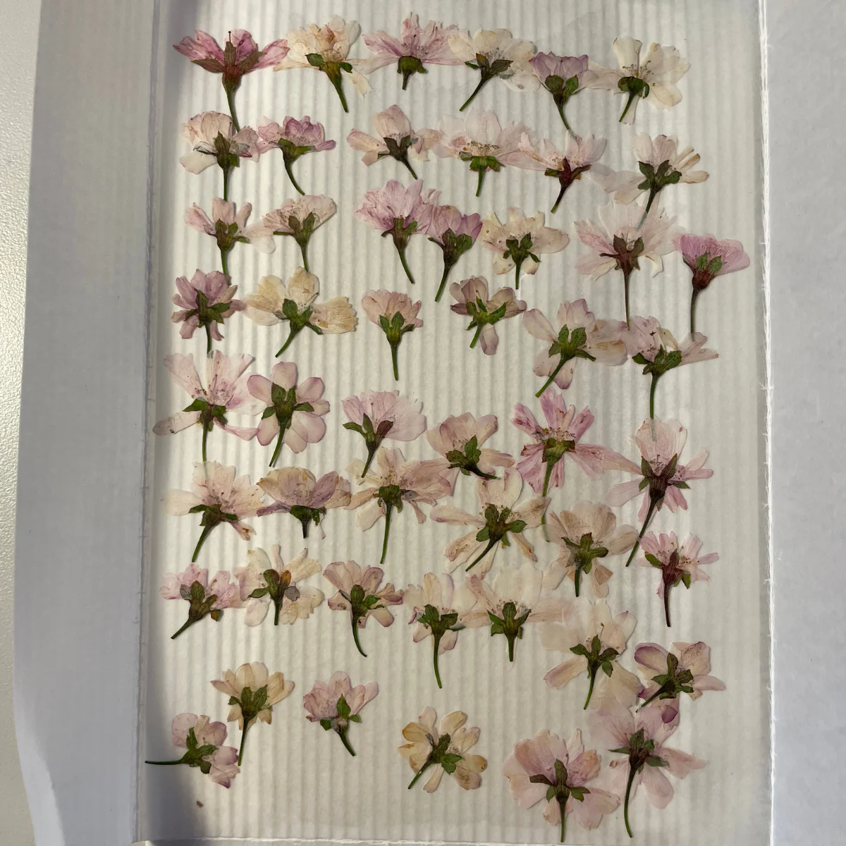 Dried Edible Sakura Blossoms (50 Blossoms), 0.049oz - Image 4