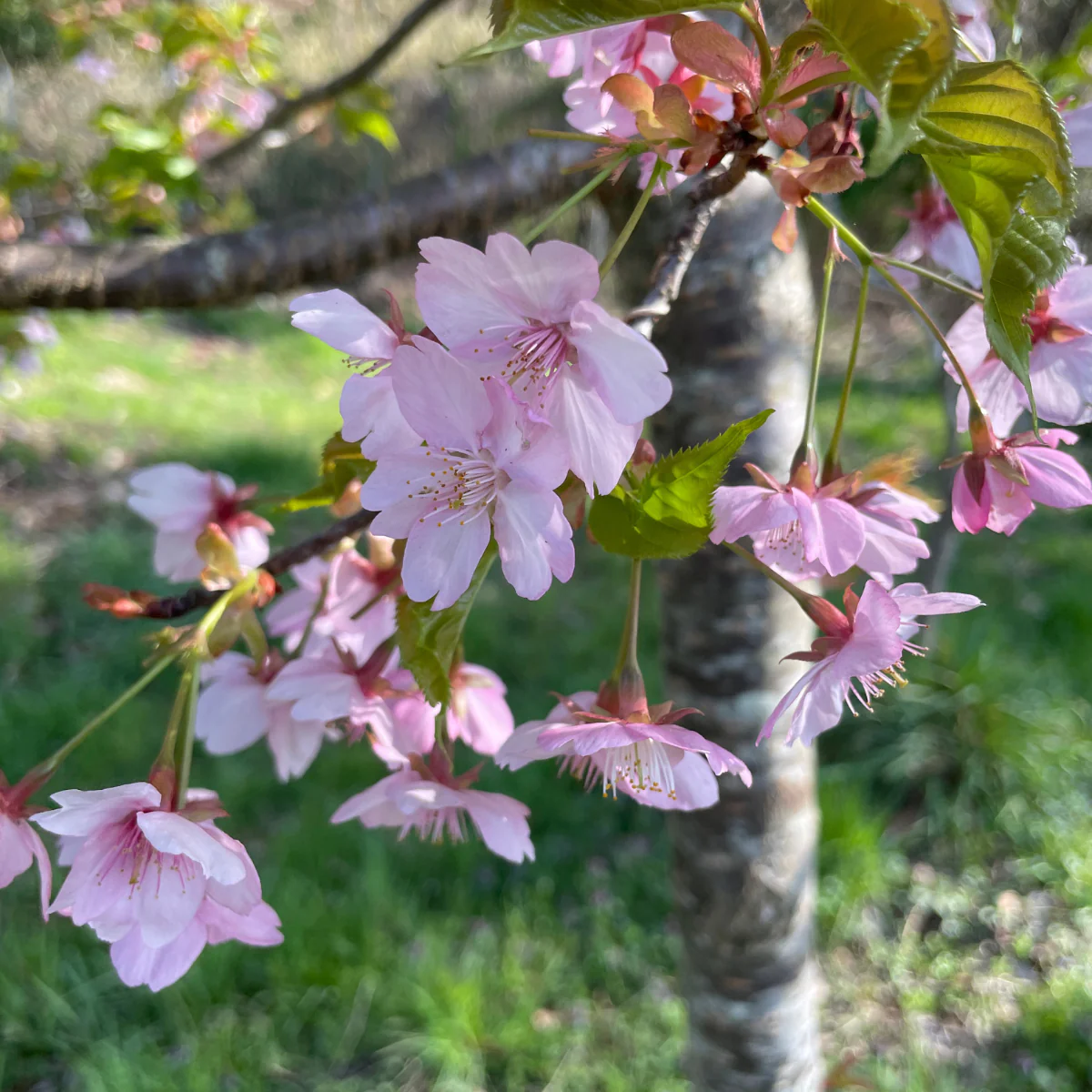 Dried Edible Sakura Blossoms (50 Blossoms), 0.049oz - Image 6