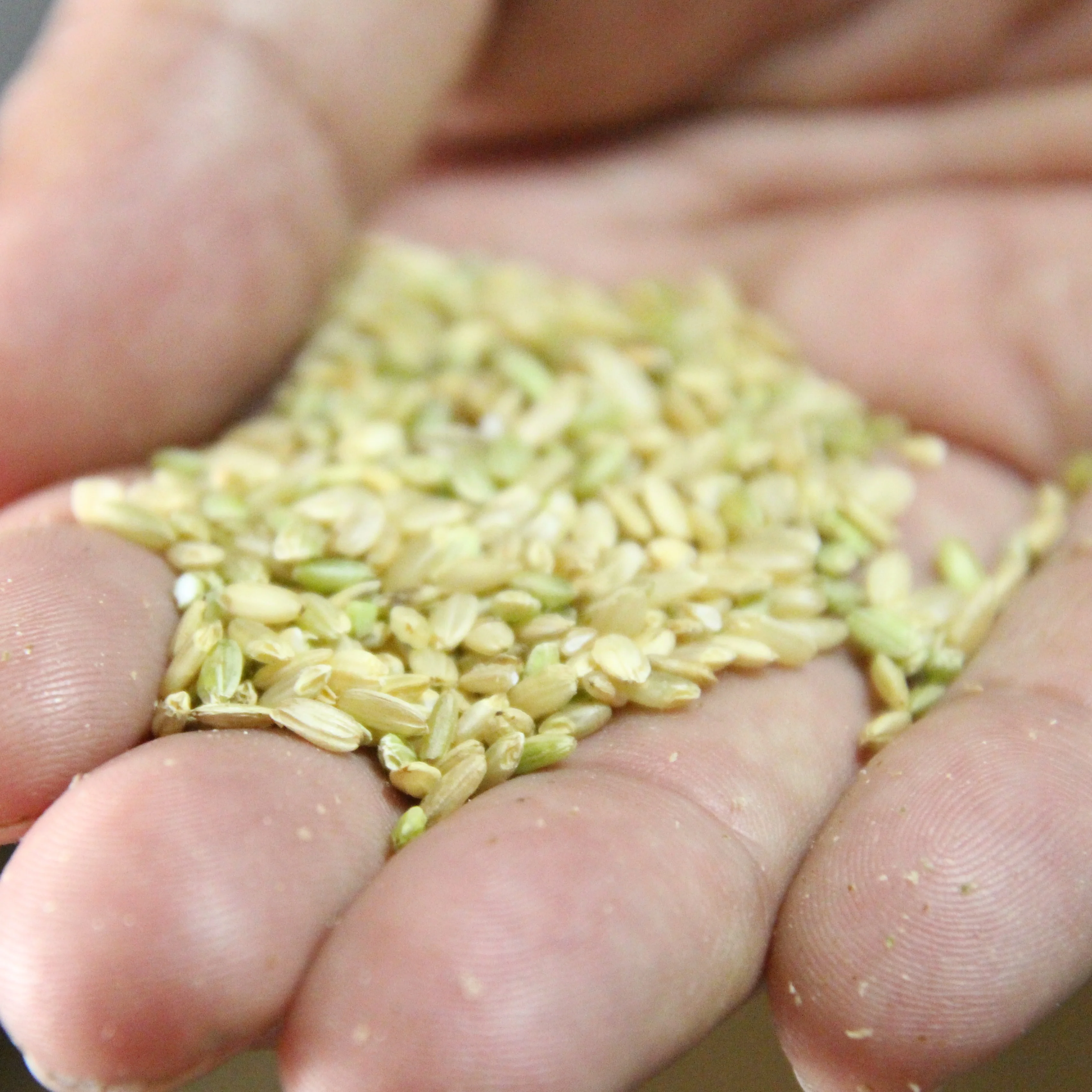 Rice Koji (Dried Malted Rice), 1.1 lbs - Image 4
