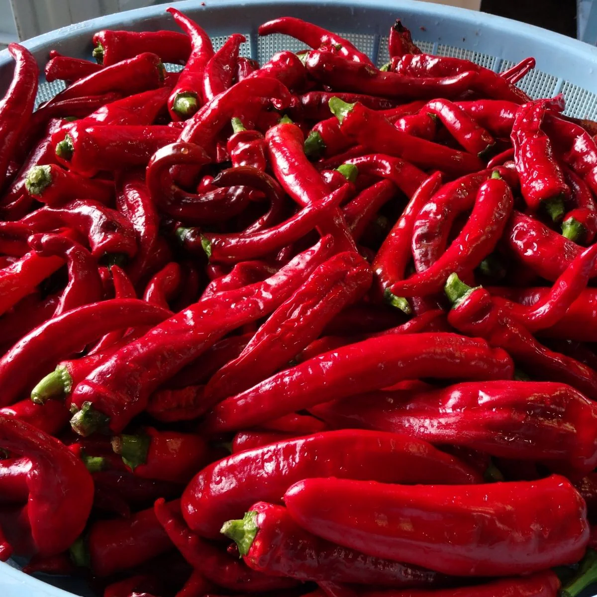 Kanzuri Chili Paste - 6 Year Aged, 2.46 oz - Image 14