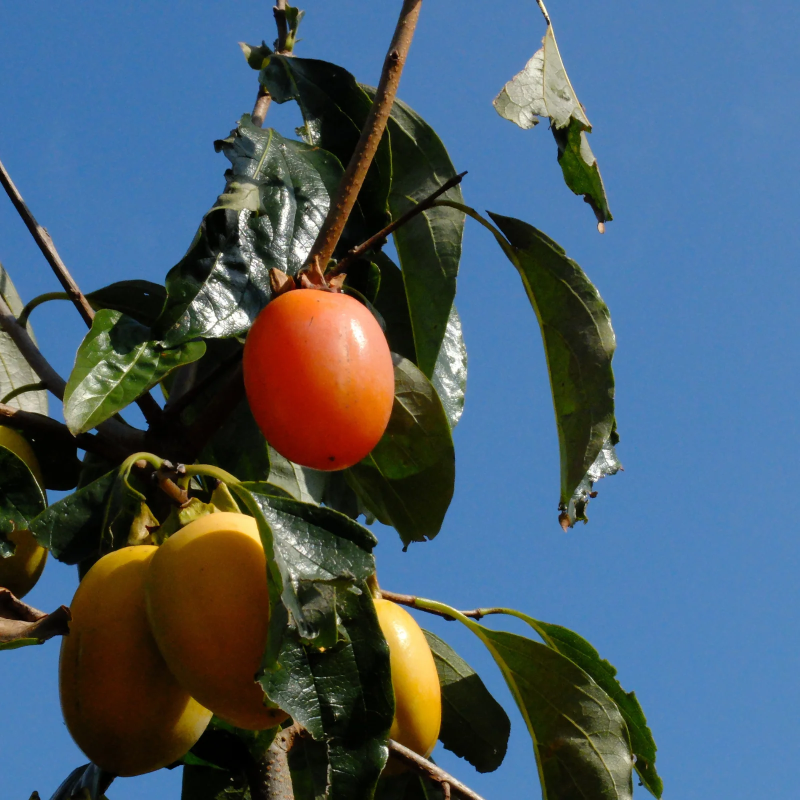 Saijo Persimmon Vinegar, 6.66 floz - Image 6