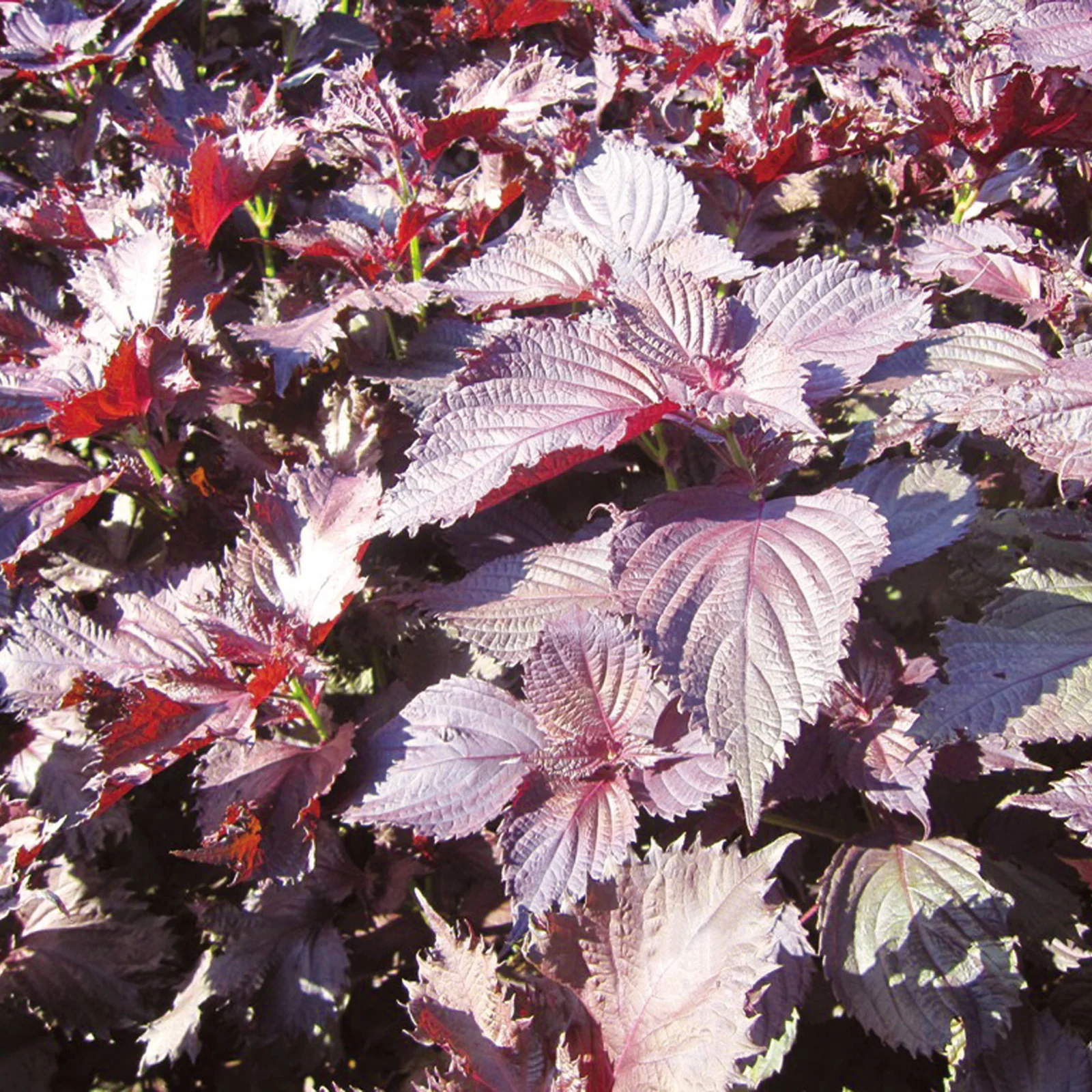 Shiso (Japanese Perilla) Tea, 0.7 oz - Image 8